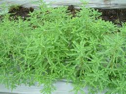 Diệp hạ châu đắng| chó đẻ răng cưa